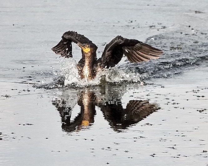 cormorant
